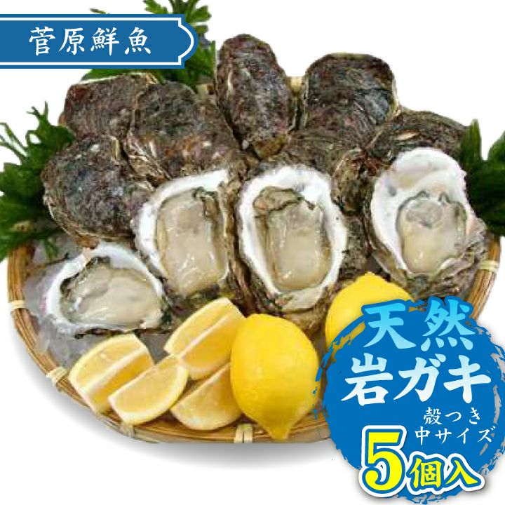 【2025年予約販売商品！】天然岩ガキ「中/5個入」（2025年7月～8月上旬発送予定）山形県　菅原鮮魚　庄内産　中サイズ　牡蠣　カキ　生食用　お取り寄せ　一部送料無料