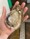 一部送料無料秋鈴堂佐藤錦(露地栽培)約2kgバラ詰め（L玉500g×4)山形県寒河江産さくらんぼギフトお土産特産品名産品お取り寄せ発送期間：6月中旬頃から