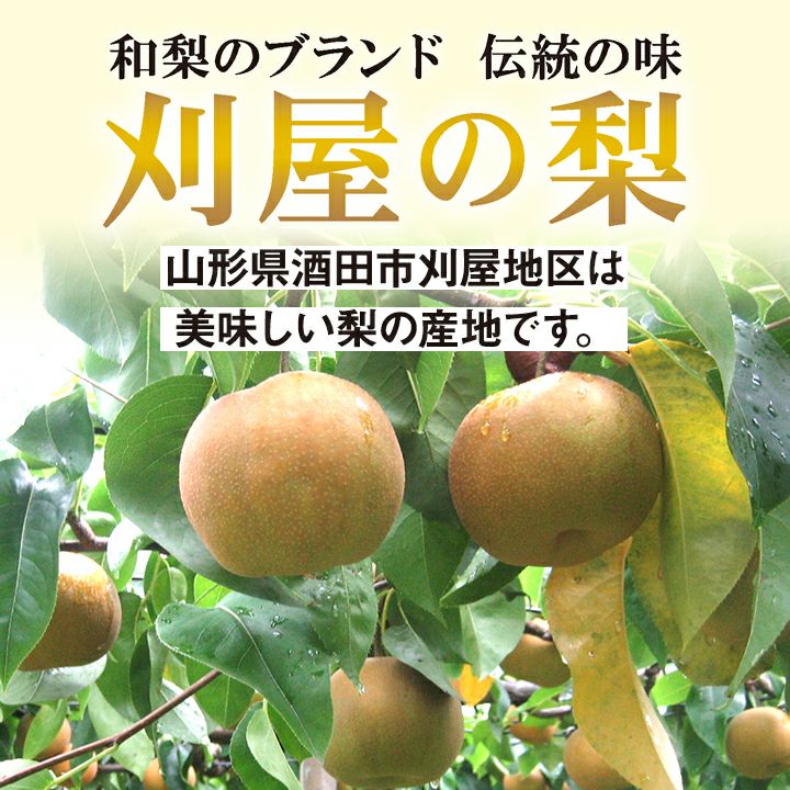 刈屋梨「豊水/3kg・6～9玉入（化粧箱入）」 【2024年予約販売開始】 山形県庄内酒田市刈屋(かりや)産 和梨 豊水 3kg 6~9玉 9月中旬～9月下旬発送 お取り寄せ
