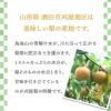 刈屋梨「豊水/3kg・6～9玉入（化粧箱入）」 【2024年予約販売開始】 山形県庄内酒田市刈屋(かりや)産 和梨 豊水 3kg 6~9玉 9月中旬～9月下旬発送 お取り寄せ