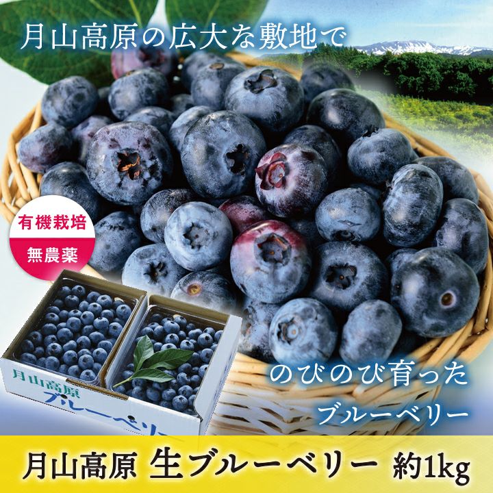 生ブルーベリー 約1kg/山形県羽黒産　無農薬・有機栽培 一部送料無料 月山高原 庄内 鶴岡 土産 御中元 お中元 お取り寄せ 特産品 グルメ 鈴木農園　発送期間：7月上旬頃～7月下旬頃