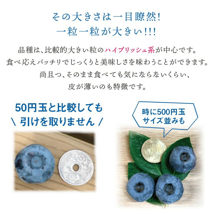 生ブルーベリー 約1kg/山形県羽黒産　無農薬・有機栽培 一部送料無料 月山高原 庄内 鶴岡 土産 御中元 お中元 お取り寄せ 特産品 グルメ 鈴木農園　発送期間：7月上旬頃～7月下旬頃