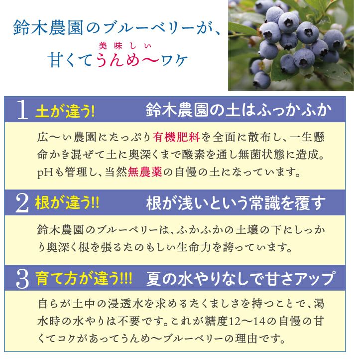 生ブルーベリー 約1kg/山形県羽黒産　無農薬・有機栽培 一部送料無料 月山高原 庄内 鶴岡 土産 御中元 お中元 お取り寄せ 特産品 グルメ 鈴木農園　発送期間：7月上旬頃～7月下旬頃