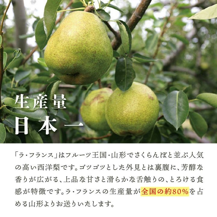 ラ・フランス 山形県天童市産 西洋梨 2L 16～18個 5kg 11月上旬～12月中旬発送