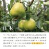 ラ・フランス 山形県天童市産 西洋梨 2L 16～18個 5kg 11月上旬～12月中旬発送