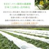 庄内砂丘メロン【青玉/約1.2kg･2玉/化粧箱】山形 土産 フルーツ 御中元 お中元  発送期間：6月下旬～7月下旬　※青玉の品種はアンデス・鶴姫メロンいずれか　 一部送料無料