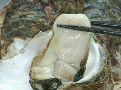 【2025年予約販売商品！】天然岩ガキ「中/10個入」（2025年7月～8月上旬発送予定）山形県　菅原鮮魚　庄内産　中サイズ　牡蠣　カキ　生食用　お取り寄せ　一部送料無料