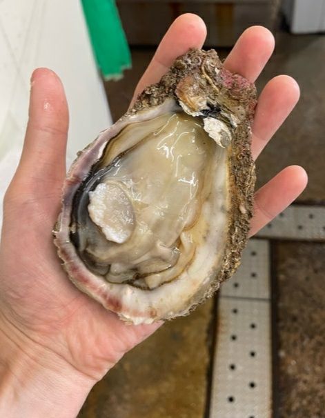 【2025年予約販売商品！】天然岩ガキ「中/10個入」（2025年7月～8月上旬発送予定）山形県　菅原鮮魚　庄内産　中サイズ　牡蠣　カキ　生食用　お取り寄せ　一部送料無料