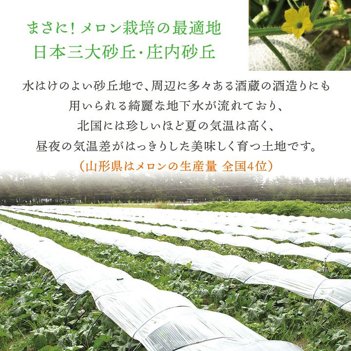 庄内砂丘メロン【青肉/秀品3L・4玉】 山形 土産 フルーツ 御中元 お中元 ギフト 贈答用 発送期間：6月下旬頃～7月下旬頃※青肉の品種はアンデス・鶴姫メロンいずれかになります。 一部送料無料