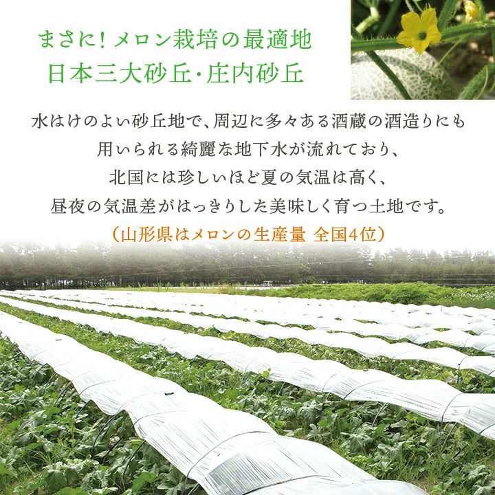  【2025年予約販売開始】波の会　庄内砂丘メロン【青肉/秀品2L・5玉】 山形 土産 フルーツ 御中元  ギフト 贈答用 発送期間：6月下旬頃～8月中旬頃※品種はパンナ・キスロマン・アンデス・グレイスのいずれかです。 一部送料無料