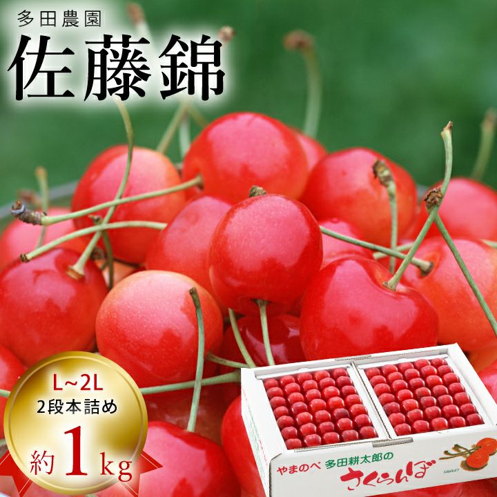 【予約販売限定】多田農園「佐藤錦（約1kg/本詰め）」(露地栽培)　【2025年6月中旬〜6月下旬発送予定】山形県山辺産　さくらんぼ　L～２L本詰め　6月中旬〜6月下旬発送　産地直送　お中元　ギフト　一部送料無料