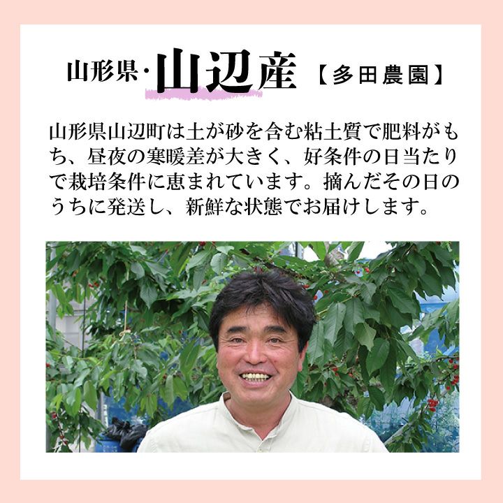 【予約販売限定】多田農園「佐藤錦（約1kg/本詰め）」(露地栽培)　【2025年6月中旬〜6月下旬発送予定】山形県山辺産　さくらんぼ　L～２L本詰め　6月中旬〜6月下旬発送　産地直送　お中元　ギフト　一部送料無料