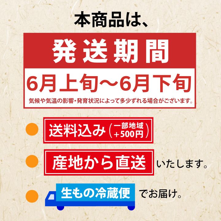 【予約販売限定】多田農園「佐藤錦（約1kg/本詰め）」(露地栽培)　【2025年6月中旬〜6月下旬発送予定】山形県山辺産　さくらんぼ　L～２L本詰め　6月中旬〜6月下旬発送　産地直送　お中元　ギフト　一部送料無料
