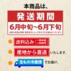 一部送料無料多田農園産地直送佐藤錦(露地栽培)約1kg（約500g×2）・L玉(本詰)/山形県山辺産手並べ手詰めさくらんぼギフトお土産特産品名産品お取り寄せ発送期間：6月中旬～下旬