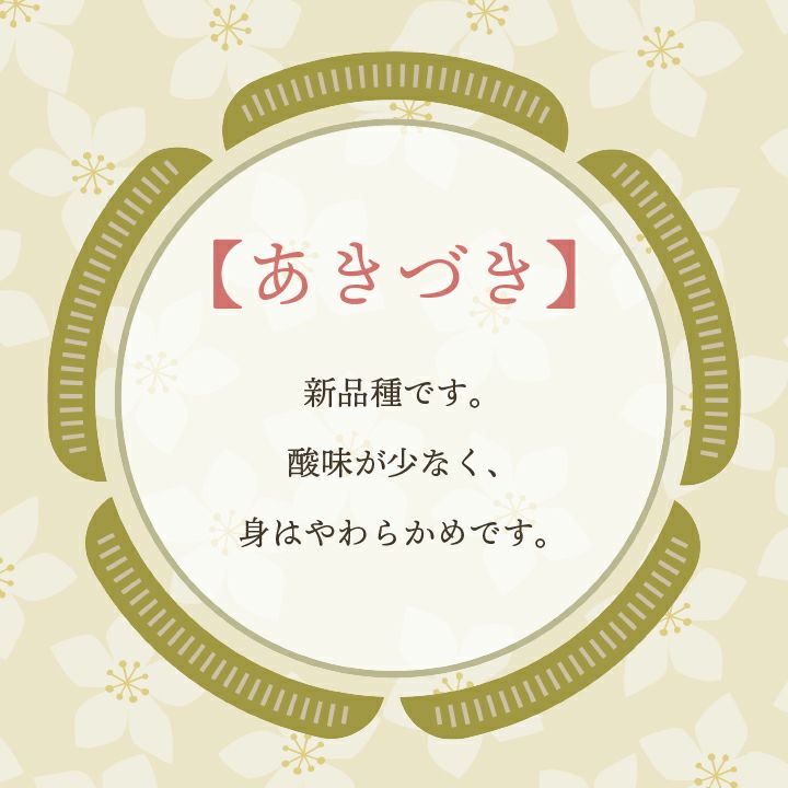 刈屋梨「あきづき/3kg・6～9玉入（化粧箱入）」【2024年予約販売開始】山形県庄内酒田市刈屋(かりや)産 和梨 あきづき 3kg 6～9玉 10月上旬発送 お取り寄せ