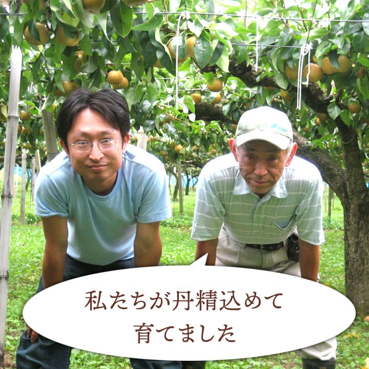 刈屋梨「あきづき/3kg・6～9玉入（化粧箱入）」【2024年予約販売開始】山形県庄内酒田市刈屋(かりや)産 和梨 あきづき 3kg 6～9玉 10月上旬発送 お取り寄せ