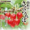 一部送料無料秋鈴堂佐藤錦(露地栽培)約1kg（約500g×2）・L玉(バラ詰)/山形県寒河江産さくらんぼギフトお土産特産品名産品お取り寄せ発送期間：6月中旬頃から