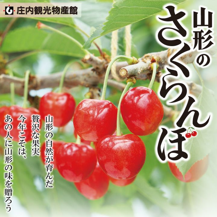 【予約販売限定】秋鈴堂「佐藤錦（約1kg/バラ詰め）」(露地栽培)　【2025年6月中旬～6月下旬発送予定】　山形県寒河江産　さくらんぼ　L玉バラ詰め　6月中旬〜6月下旬発送　産地直送　お中元　ギフト　一部送料無料