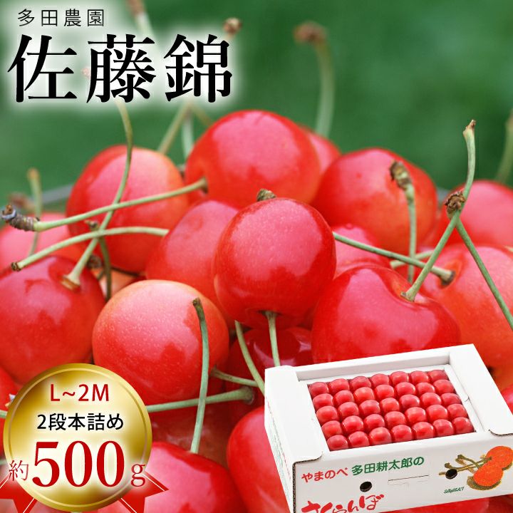 【予約販売限定】多田農園「佐藤錦（約500g/本詰め）」(露地栽培)　【2024年6月中旬&#12316;6月下旬発送予定】　山形県山辺産　さくらんぼ　L～２L玉本詰　6月中旬～6月下旬発送　産地直送　お中元　ギフト　一部送料無料
