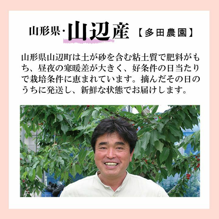 【予約販売限定】多田農園「佐藤錦（約500g/本詰め）」(露地栽培)　【2024年6月中旬〜6月下旬発送予定】　山形県山辺産　さくらんぼ　L～２L玉本詰　6月中旬～6月下旬発送　産地直送　お中元　ギフト　一部送料無料