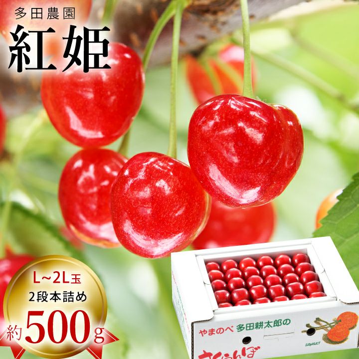 【予約販売限定】多田農園「紅姫（約500g/本詰め）」(露地栽培)　【2025年7月上旬～発送予定】　山形県山辺産　さくらんぼ　L~2L玉本詰め　7月上旬発送　産地直送　お中元　ギフト　一部送料無料