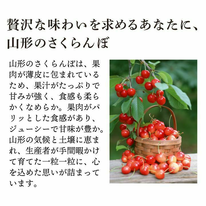 【予約販売限定】多田農園「佐藤錦（500g/バラ詰め）」(露地栽培)　【2025年6月中旬～6月下旬発送予定】　山形県山辺産　さくらんぼ　L玉バラ詰め　6月中旬～6月下旬発送　産地直送　お中元　ギフト　一部送料無料