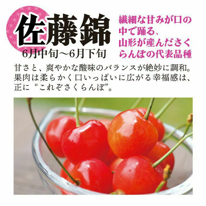 【予約販売限定】多田農園「佐藤錦（約500g/桐箱詰め）」(露地栽培)　【2025年6月中旬～6月下旬発送予定】　山形県山辺産　さくらんぼ　2L玉桐箱詰め　6月中旬～6月下旬発送　産地直送　お中元　ギフト　一部送料無料