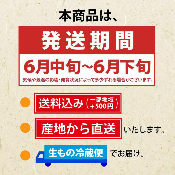 【予約販売限定】多田農園「佐藤錦（約500g/桐箱詰め）」(露地栽培)　【2025年6月中旬～6月下旬発送予定】　山形県山辺産　さくらんぼ　2L玉桐箱詰め　6月中旬～6月下旬発送　産地直送　お中元　ギフト　一部送料無料