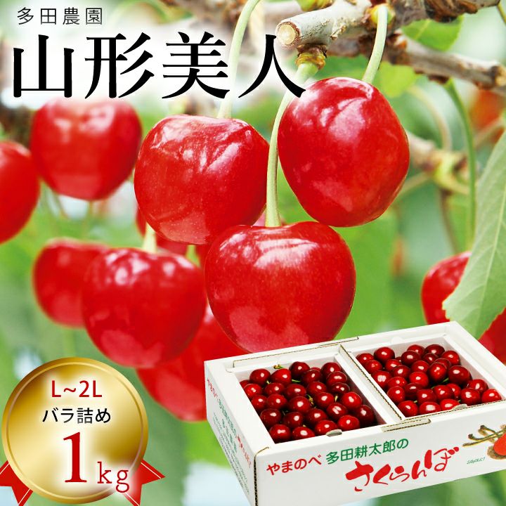 【予約販売限定】多田農園「山形美人（1kg/バラ詰め）」(露地栽培)　【2025年5月中旬～発送予定】　山形県山辺産　さくらんぼ　L～2L玉バラ詰め　5月中旬発送　産地直送　お中元　ギフト　一部送料無料