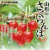 【予約販売限定】多田農園「山形美人（1kg/バラ詰め）」(露地栽培)　【2025年5月中旬～発送予定】　山形県山辺産　さくらんぼ　L～2L玉バラ詰め　5月中旬発送　産地直送　お中元　ギフト　一部送料無料