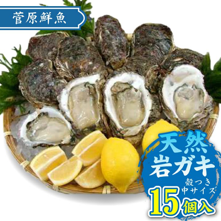 【2025年予約販売商品！】天然岩ガキ「中/15個入」（2025年7月～8月上旬発送予定）山形県　菅原鮮魚　庄内産　中サイズ　岩ガキ　生食用　お取り寄せ　一部送料無料