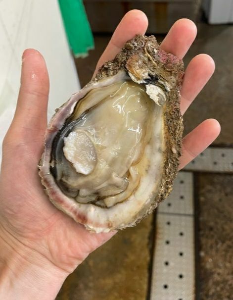 【2025年予約販売商品！】天然岩ガキ「中/15個入」（2025年7月～8月上旬発送予定）山形県　菅原鮮魚　庄内産　中サイズ　岩ガキ　生食用　お取り寄せ　一部送料無料