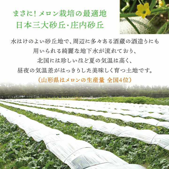 庄内砂丘メロン【 赤玉/秀品3L･4玉】鶴姫レッドメロン 山形 土産 フルーツ 御中元 お中元 ギフト 贈答用 お取り寄せ 特産品 グルメ 発送期間：6月下旬～7月下旬 一部送料無料